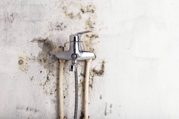 Best Affordable Mold Removal  in Manson, IA