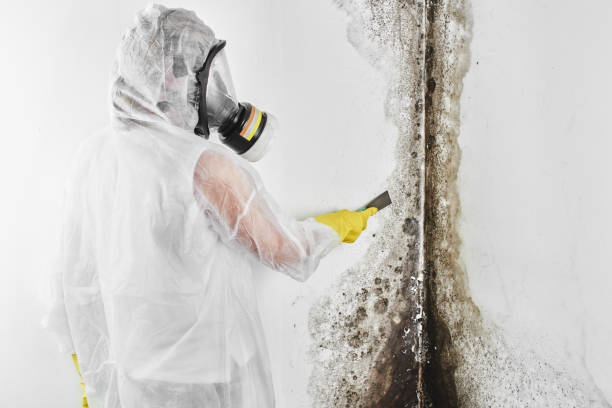 Best Mold Damage Repair  in Manson, IA