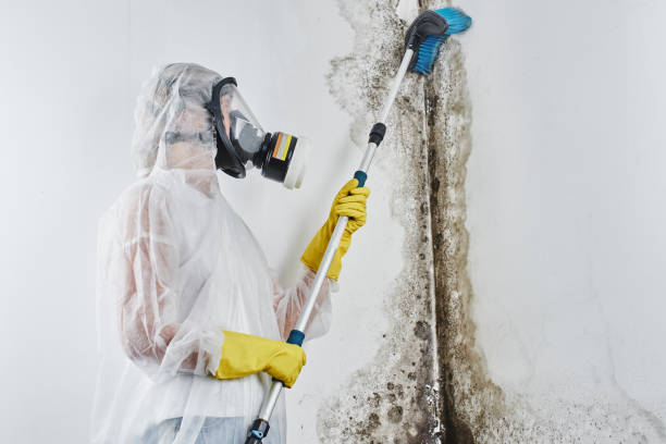 Best Local Mold Removal Service  in Manson, IA