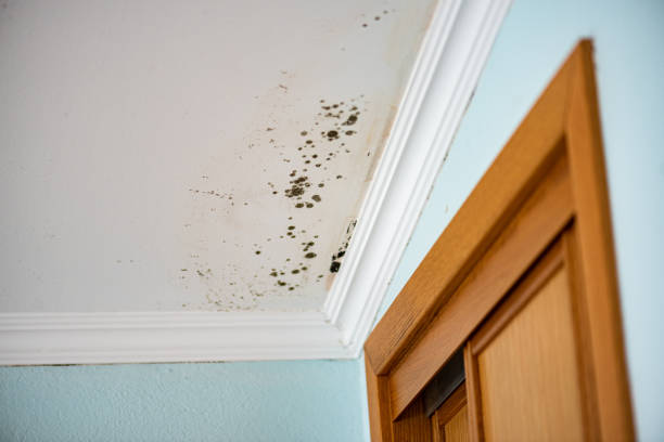 Best Attic Mold Removal  in Manson, IA