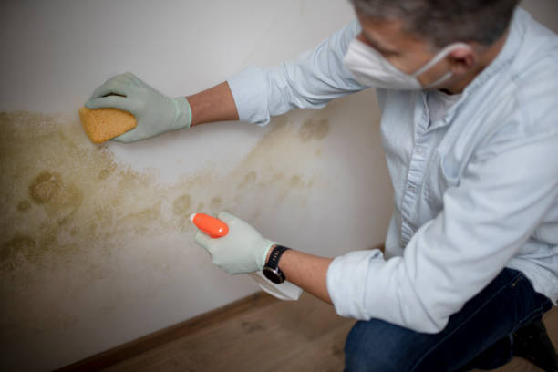 Best Professional Mold Removal  in Manson, IA