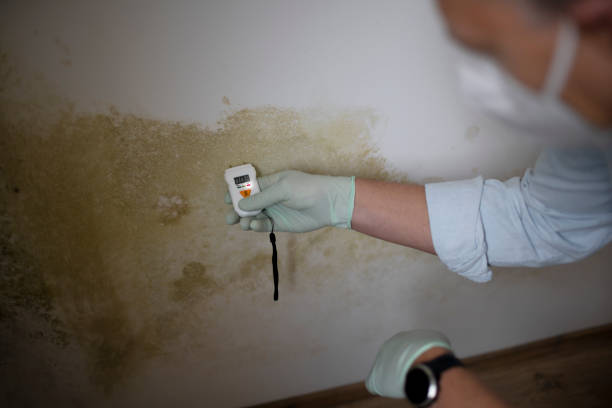 Best Emergency Mold Removal  in Manson, IA