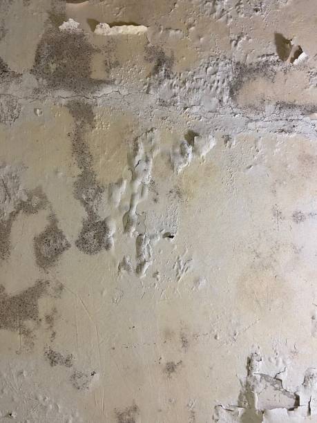 Best Office Mold Removal Services  in Manson, IA