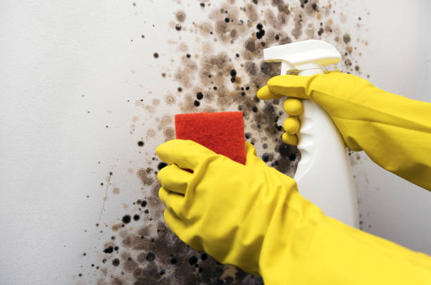 Best Mold Remediation  in Manson, IA