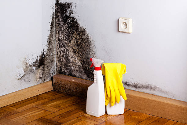 Office Mold Removal Services in Manson, IA