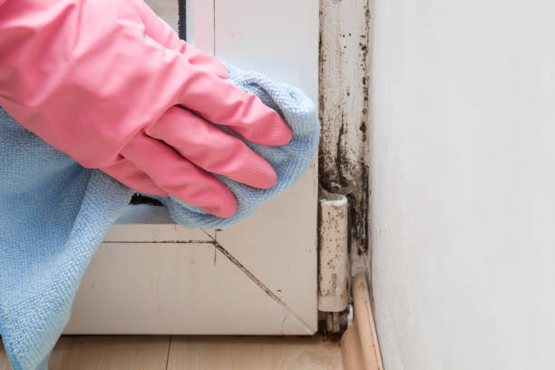 Best Crawl Space Mold Removal  in Manson, IA