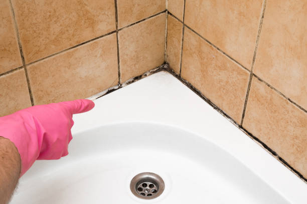 Best Toxic Mold Removal  in Manson, IA
